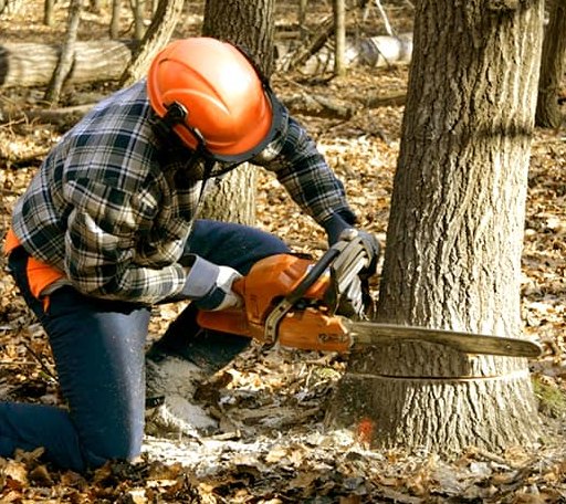 Tree Removal in Mildred, PA